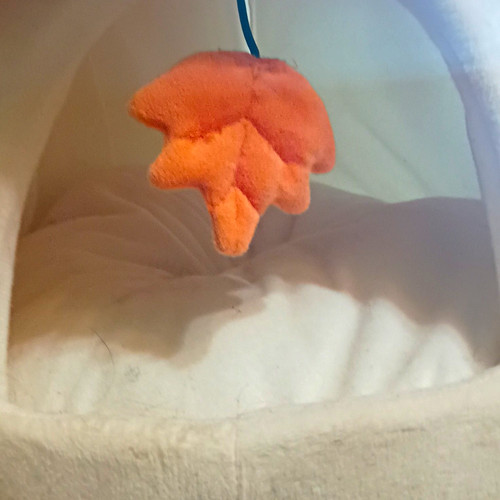 Mushroom plush enclosed - mushroom,